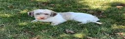 Havapoo dogs for sale: Norm - Ad 8