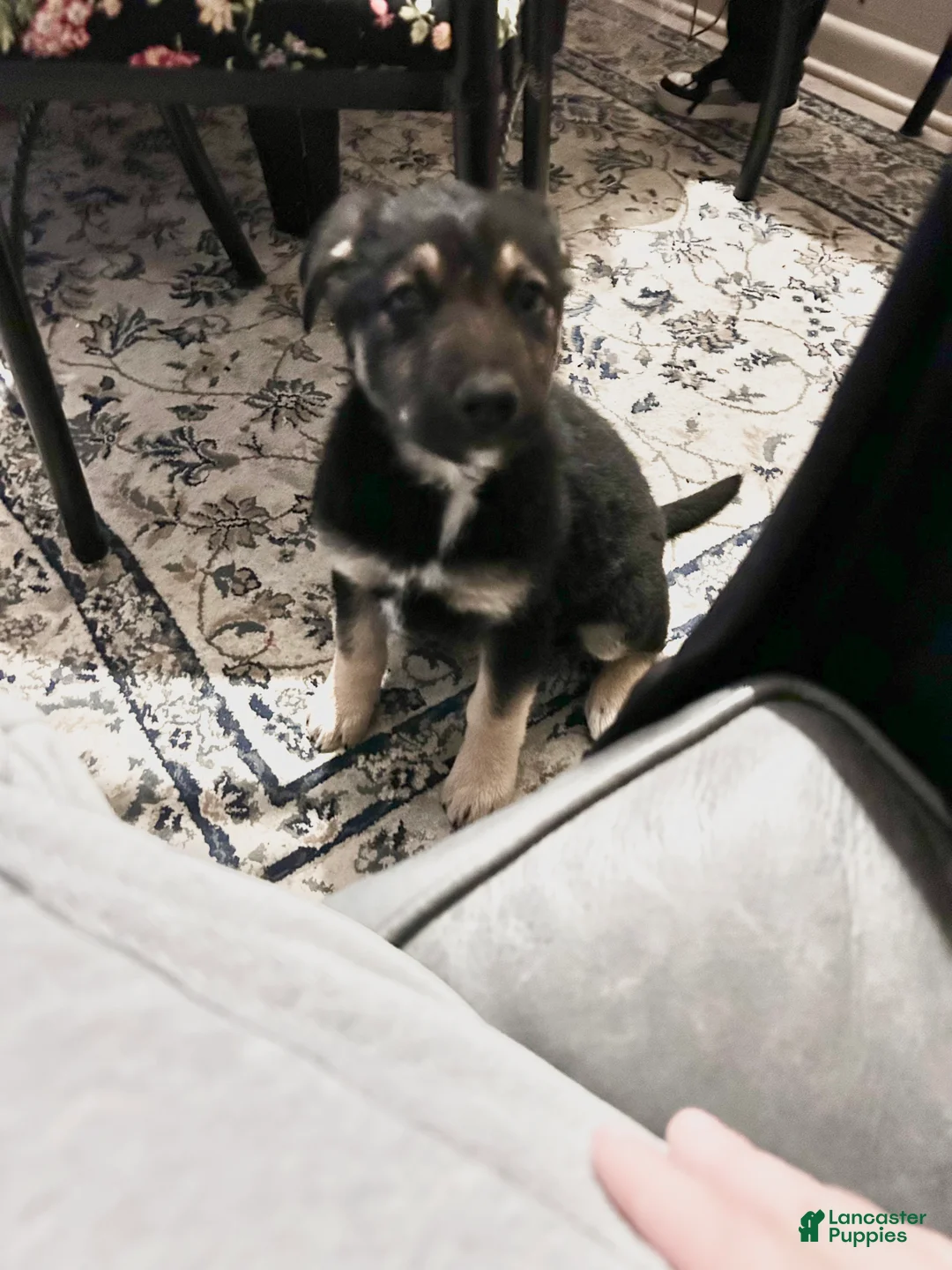 Mixed Breed dogs for sale: Mixed Breed Puppy 1 - Ad 2