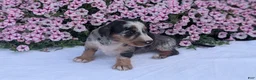 Miniature Dachshund dogs for sale: Kita - Ad 8