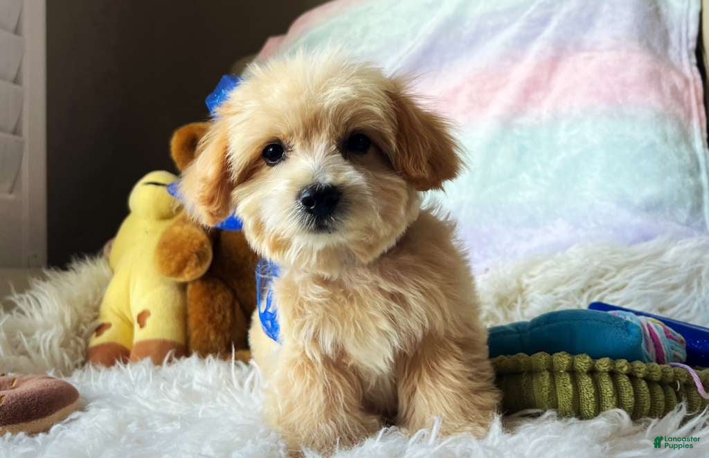 Maltipoo dogs Peanut - Ad 2