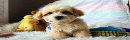 Maltipoo dogs for sale: Peanut - Ad 2