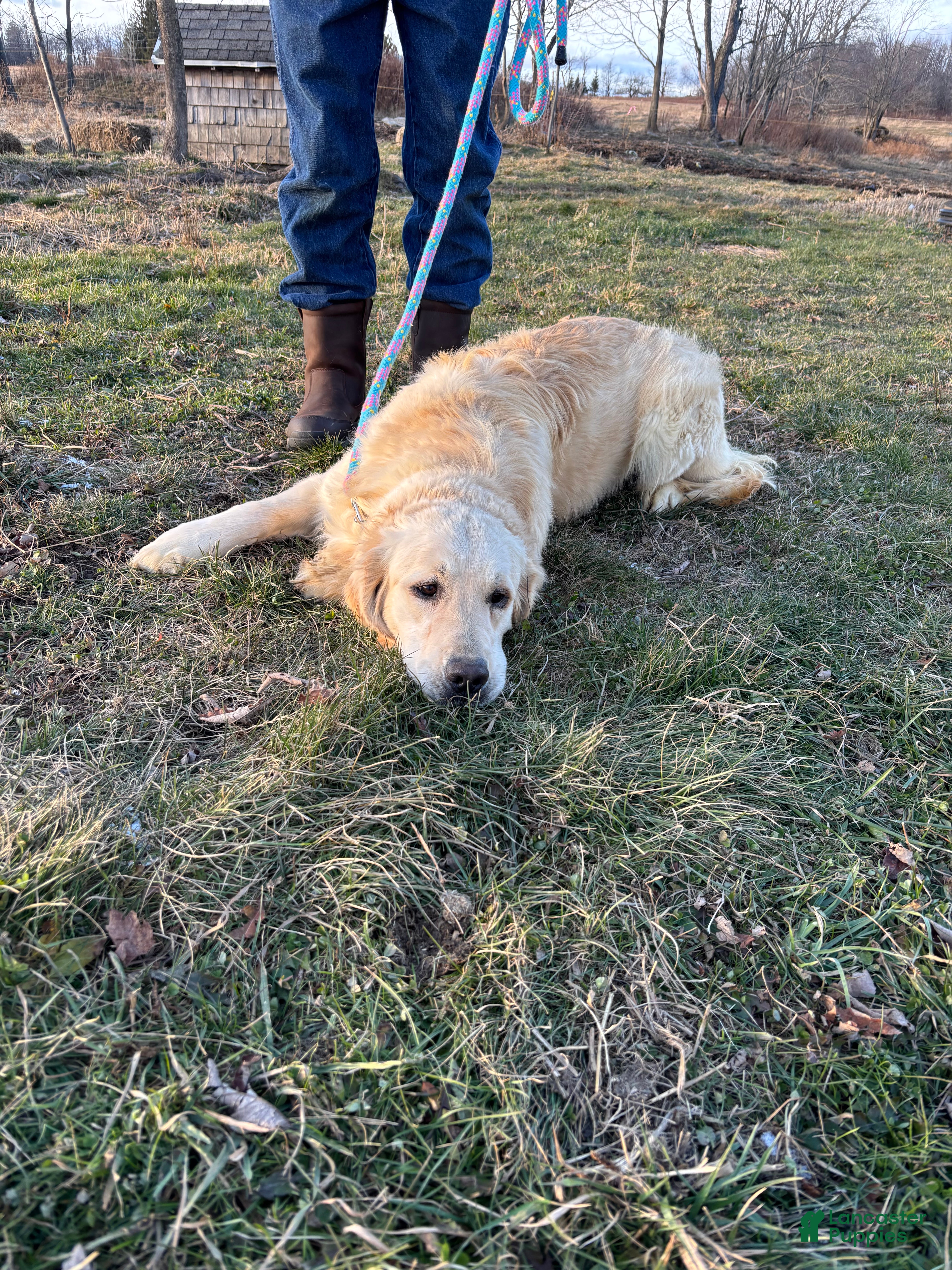 Golden Retriever dogs Dakota - Ad 15
