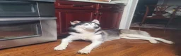 Siberian Husky dogs for sale: Pawvarotti - Ad 13