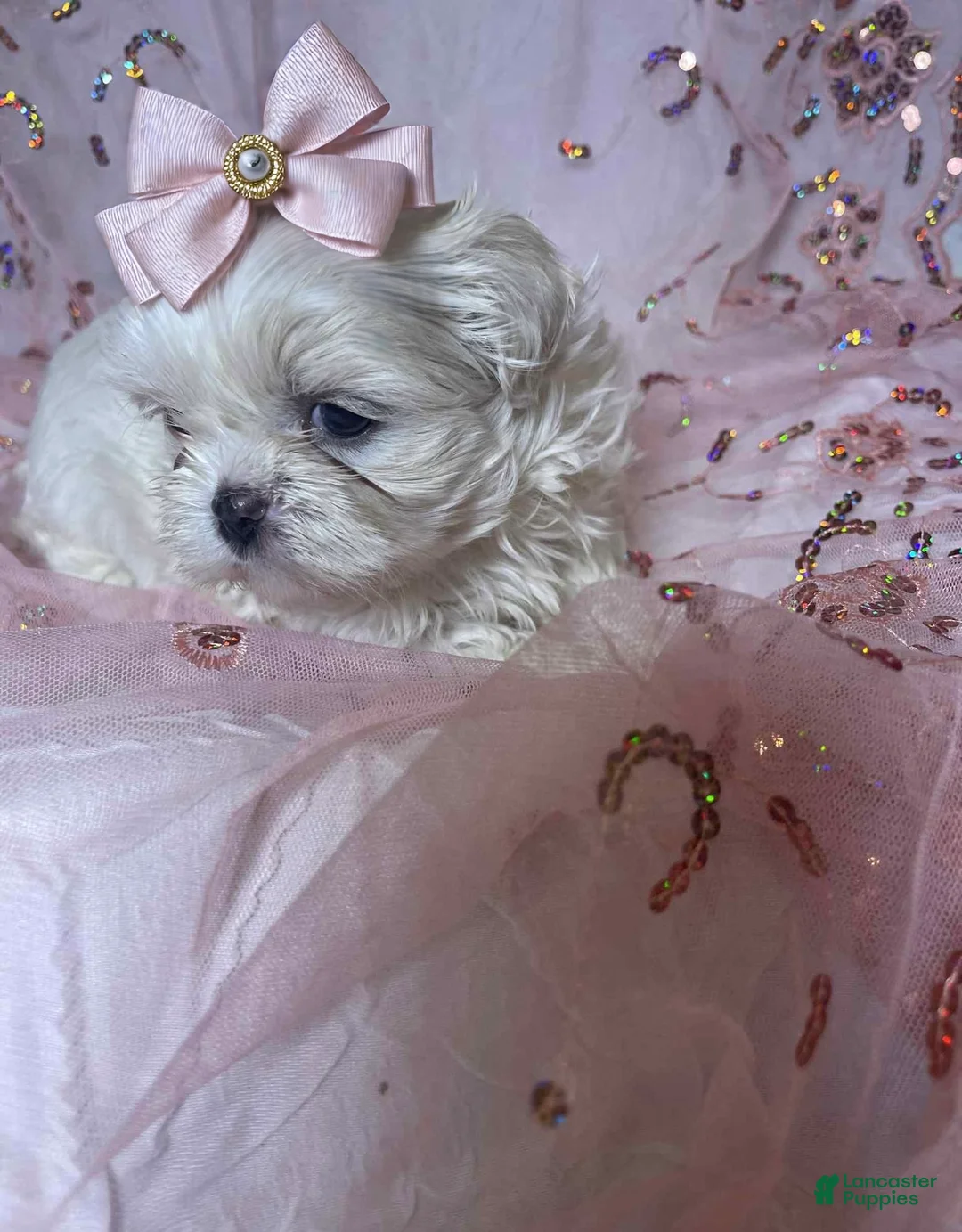 Shih Tzu dogs for sale: Shih Tzu Puppy 2 - Ad 1