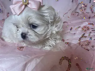 Shih Tzu dogs Shih Tzu Puppy 2 - Ad 1