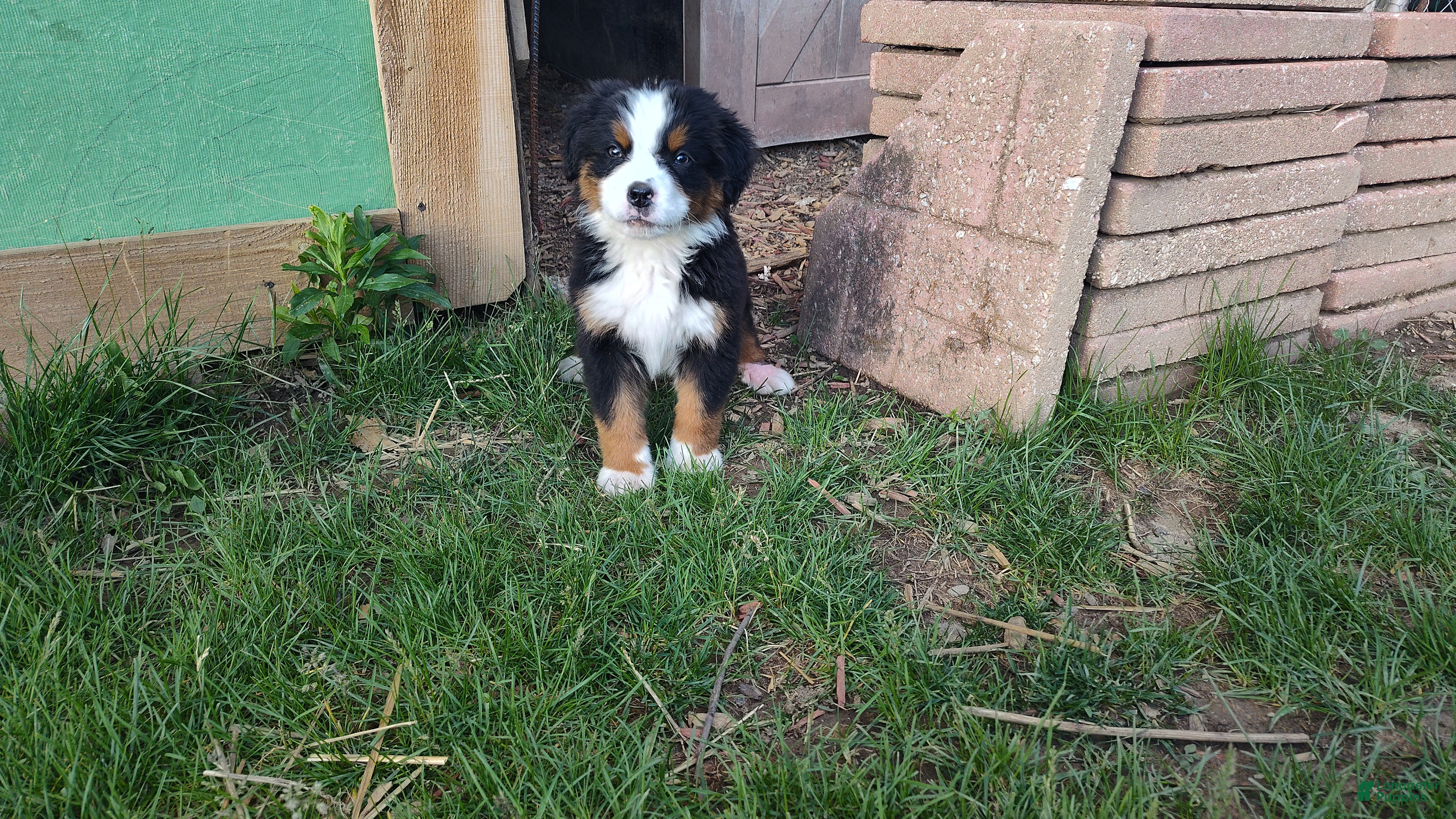 Bernese Mountain Dog dogs Bernese Mountain Dog Puppy 2 - Ad 41