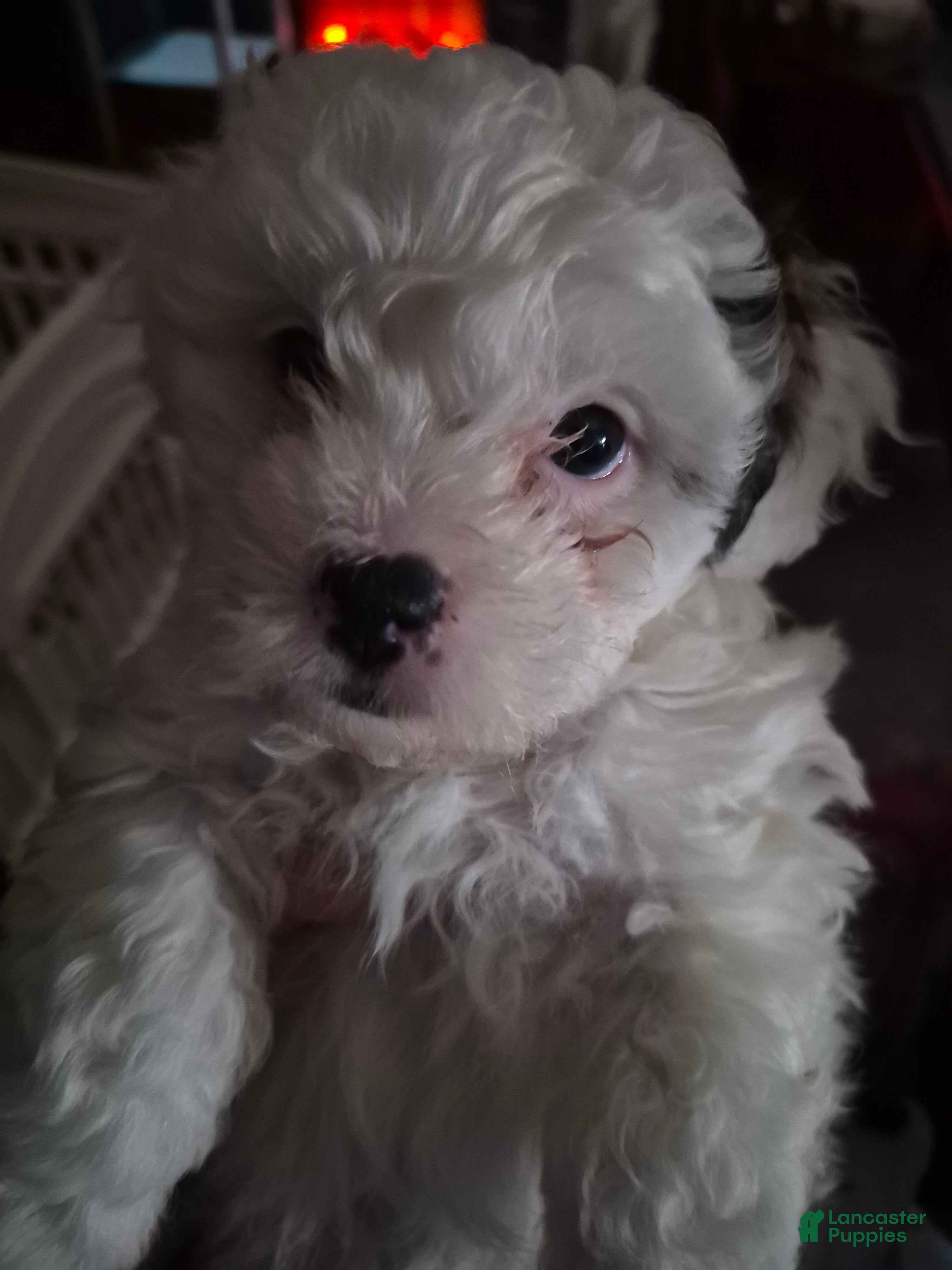Mixed Breed dogs for sale: Mixed Breed 2 - Ad 10
