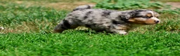 Mixed Breed dogs for sale: Chewbacca - Ad 4