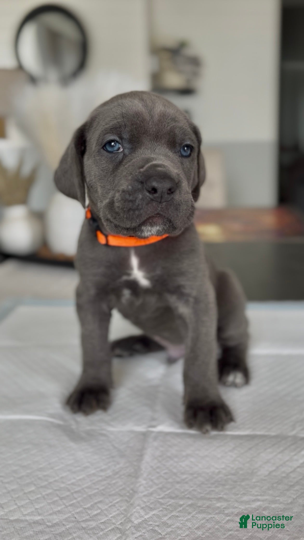 Cane Corso dogs Valor - Ad 1