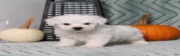 Bichon Frise dogs for sale: JohnnyBoy - Ad 5