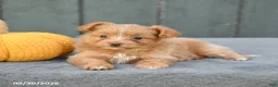 Pomapoo dogs for sale: Jemma - Ad 3