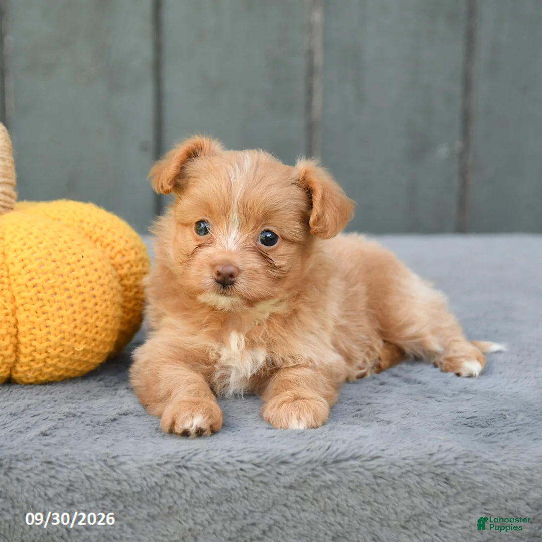 Pomapoo dogs for sale: Jemma - Ad 3