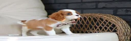 Cavalier King Charles Spaniel dogs for sale: Gus - Ad 12