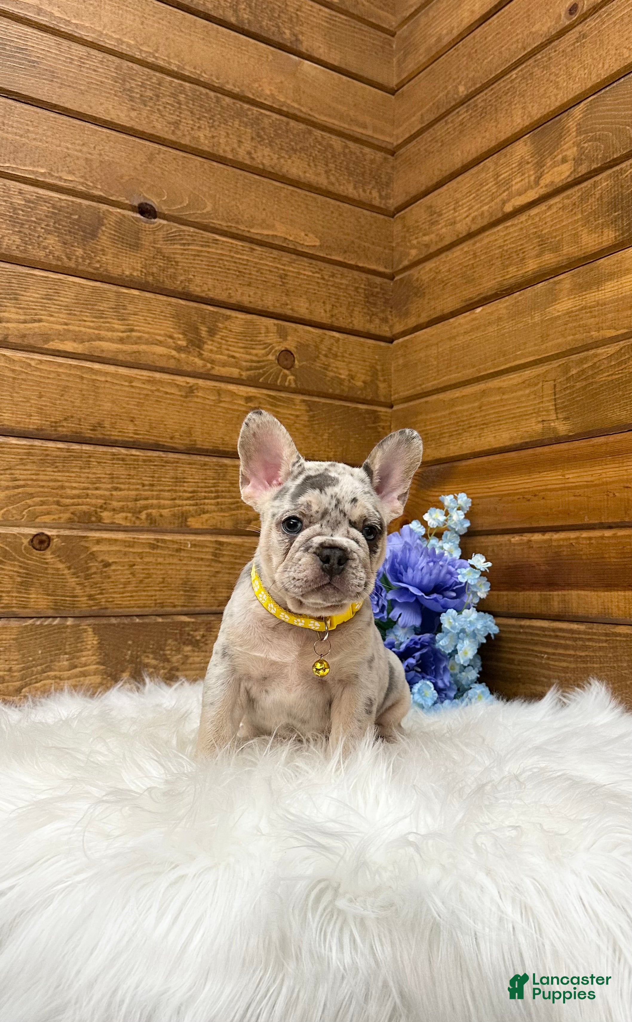 French Bulldog dogs Leo - Ad 2