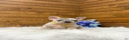 French Bulldog dogs for sale: Leo - Ad 2
