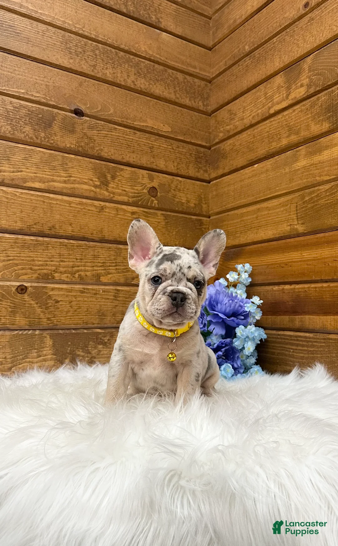 French Bulldog dogs for sale: Leo - Ad 2