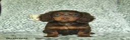 Doxiepoo dogs for sale: Joshua  - Ad 2