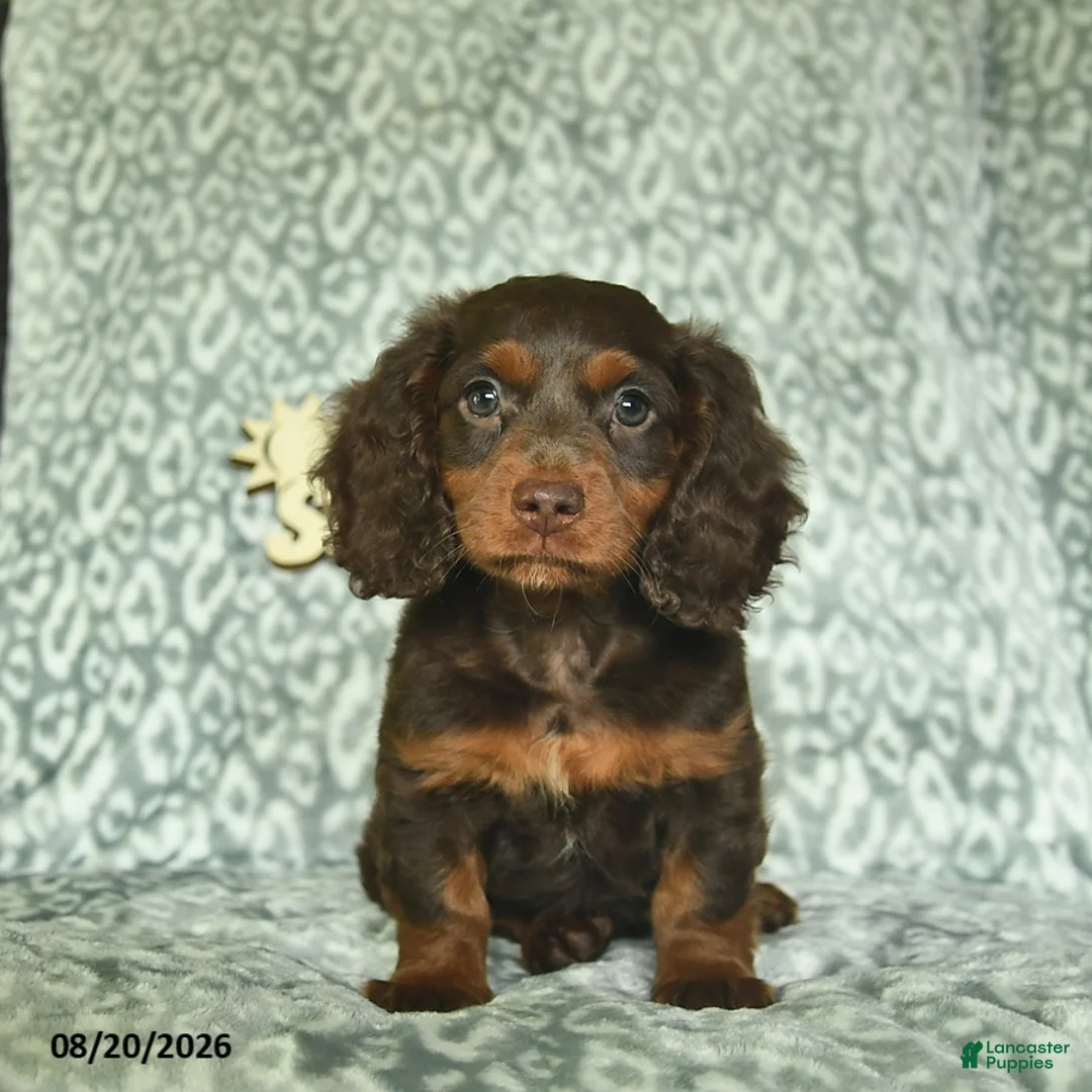 Doxiepoo dogs for sale: Joshua  - Ad 2