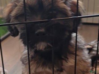 Jackapoo dogs - Ad 24