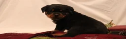 Rottweiler dogs for sale: Arielle - Ad 5