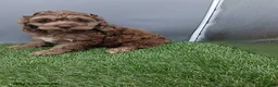 Cockapoo dogs for sale: Andover - Ad 9