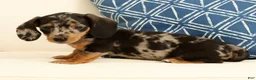 Miniature Dachshund dogs for sale: Winston - Ad 7