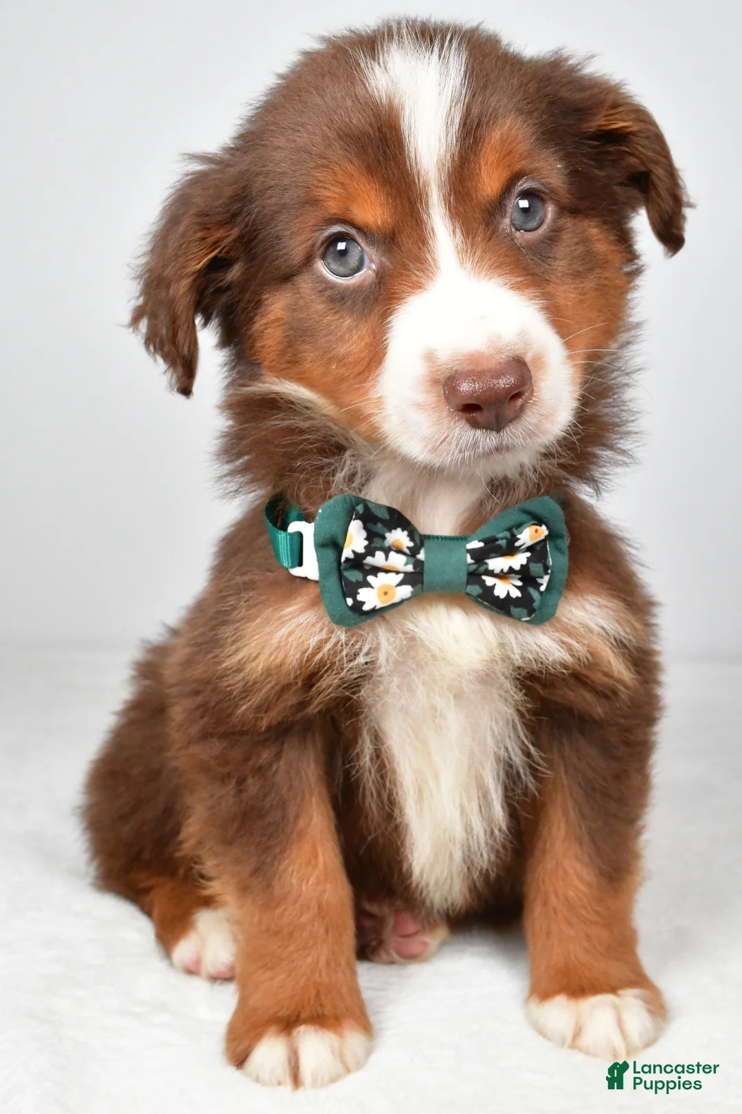 Miniature Australian Shepherd dogs for sale: Captain  - Ad 1