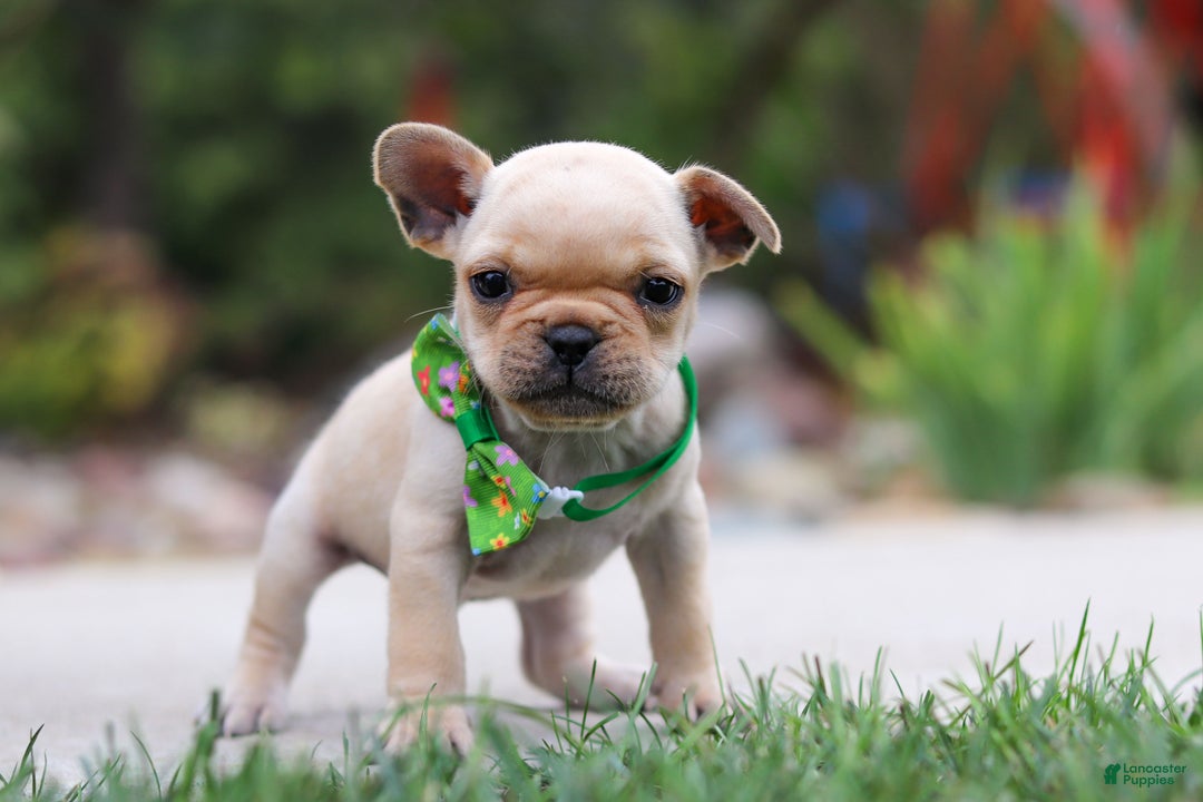 French Bulldog dogs for sale: Felix - Ad 1