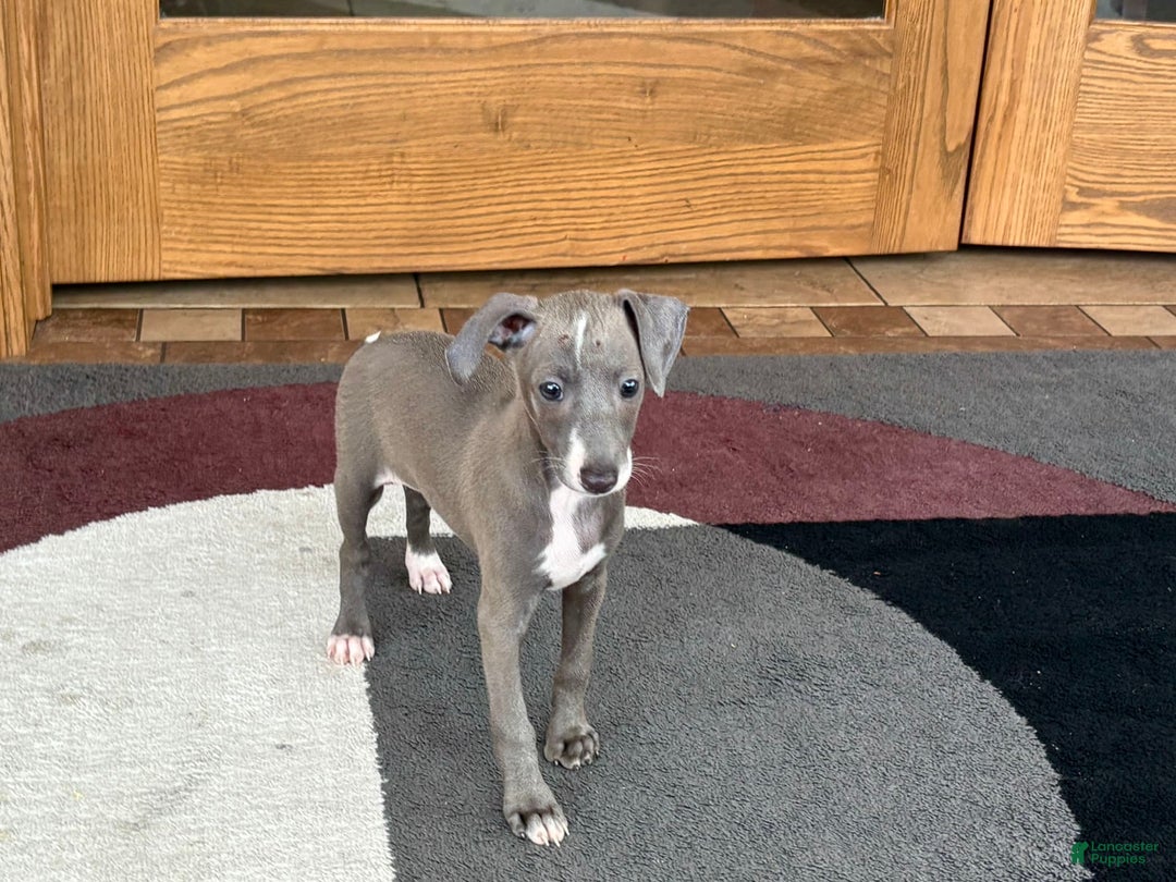 Italian Greyhound dogs for sale: Larry - Ad 12
