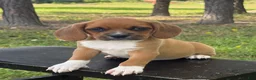 Puggle dogs for sale: Poppy - Ad 4