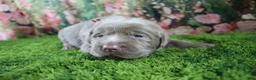 Labrador Retriever dogs for sale: Frost - Ad 4
