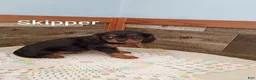 Cavalier King Charles Spaniel dogs for sale: Skipper - Ad 3