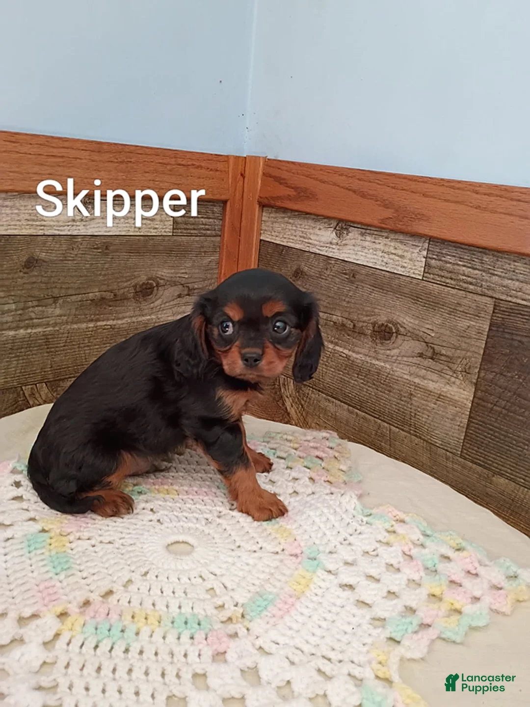 Cavalier King Charles Spaniel dogs for sale: Skipper - Ad 3