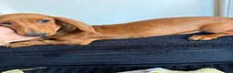 Dachshund dogs for sale: Dachshund Puppy 1 - Ad 3