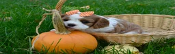 Cavalier King Charles Spaniel dogs for sale: Vera - Ad 8