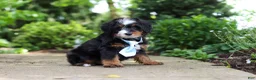 Mini Bernedoodle dogs for sale: Sawyer - Ad 11