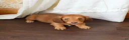 Dachshund dogs for sale: Molly - Ad 3