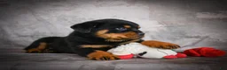 Rottweiler dogs for sale: Logan - Ad 10