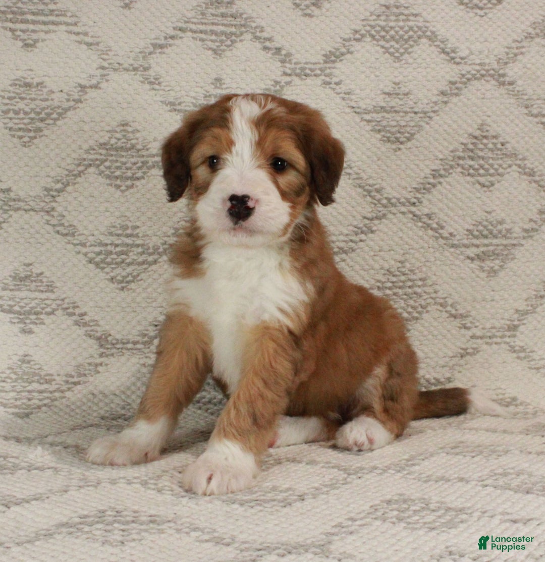 Bernedoodle dogs for sale: Sammy  - Ad 8