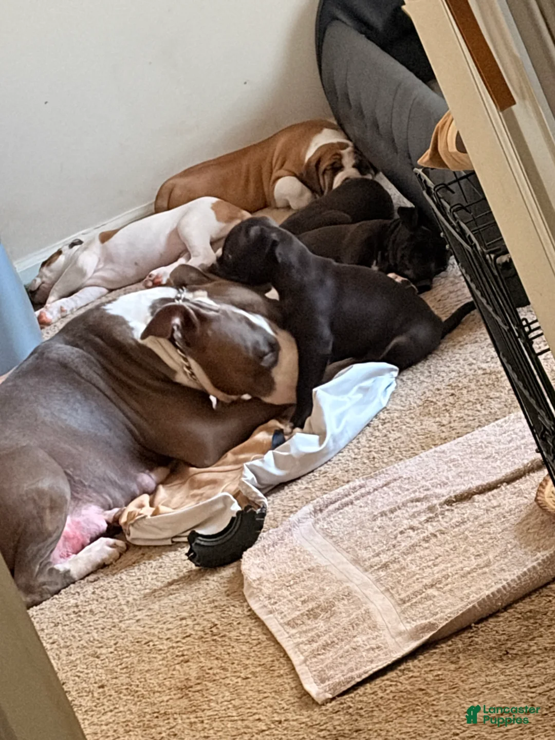 Gallery Image {{count}}