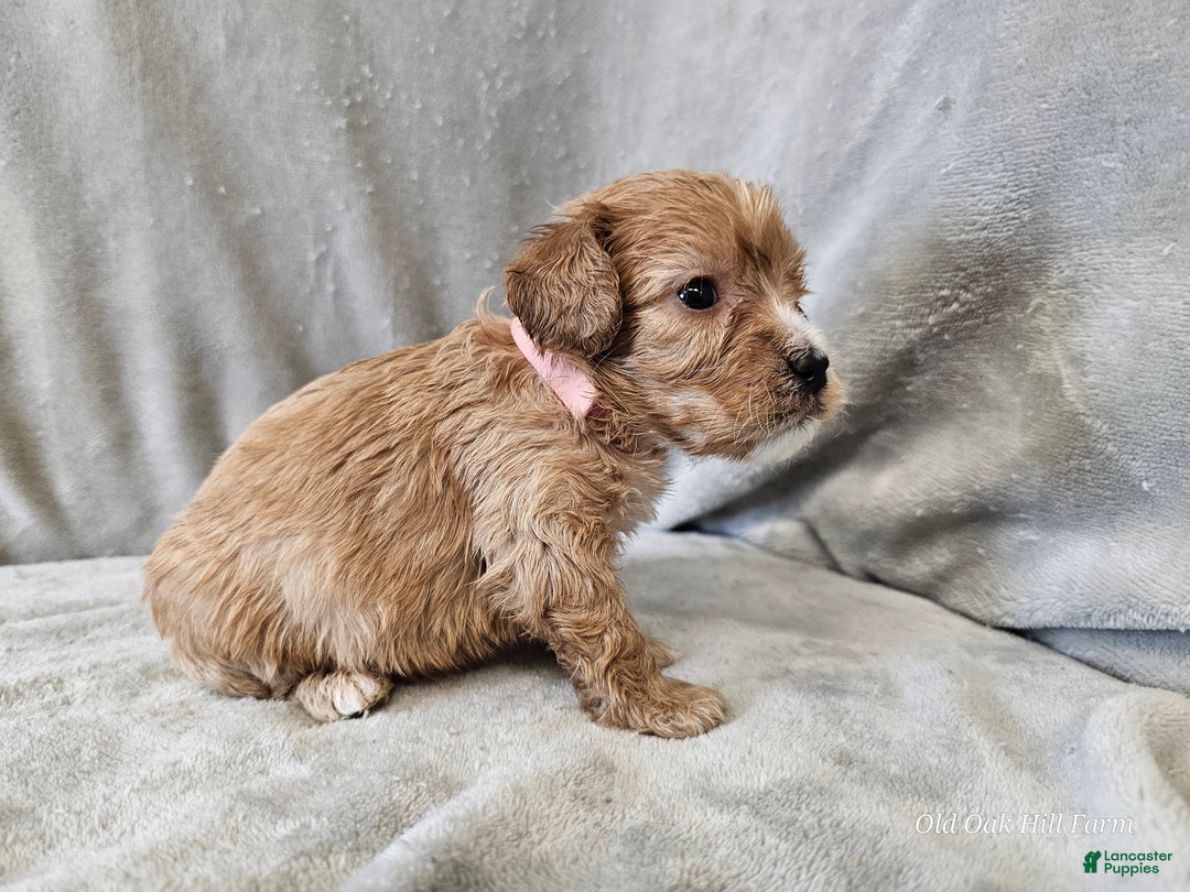 Cavapoo dogs for sale: Ziti - Ad 9
