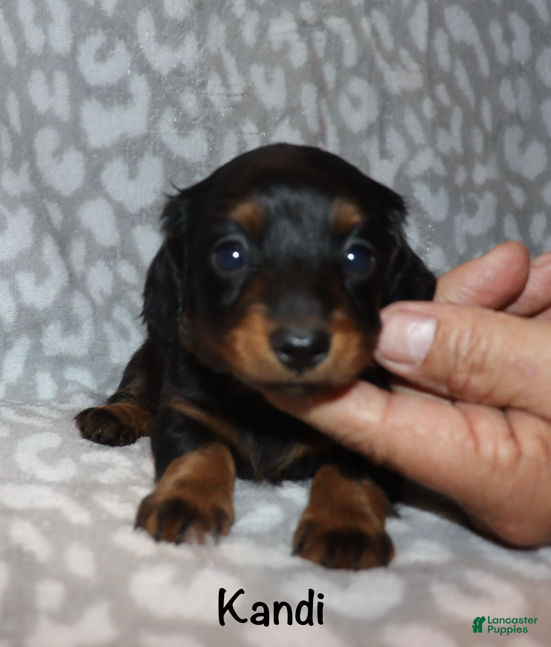Miniature Dachshund dogs Kandi - Ad 39