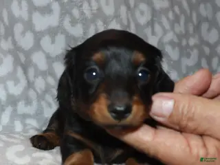 Miniature Dachshund dogs Kandi - Ad 39