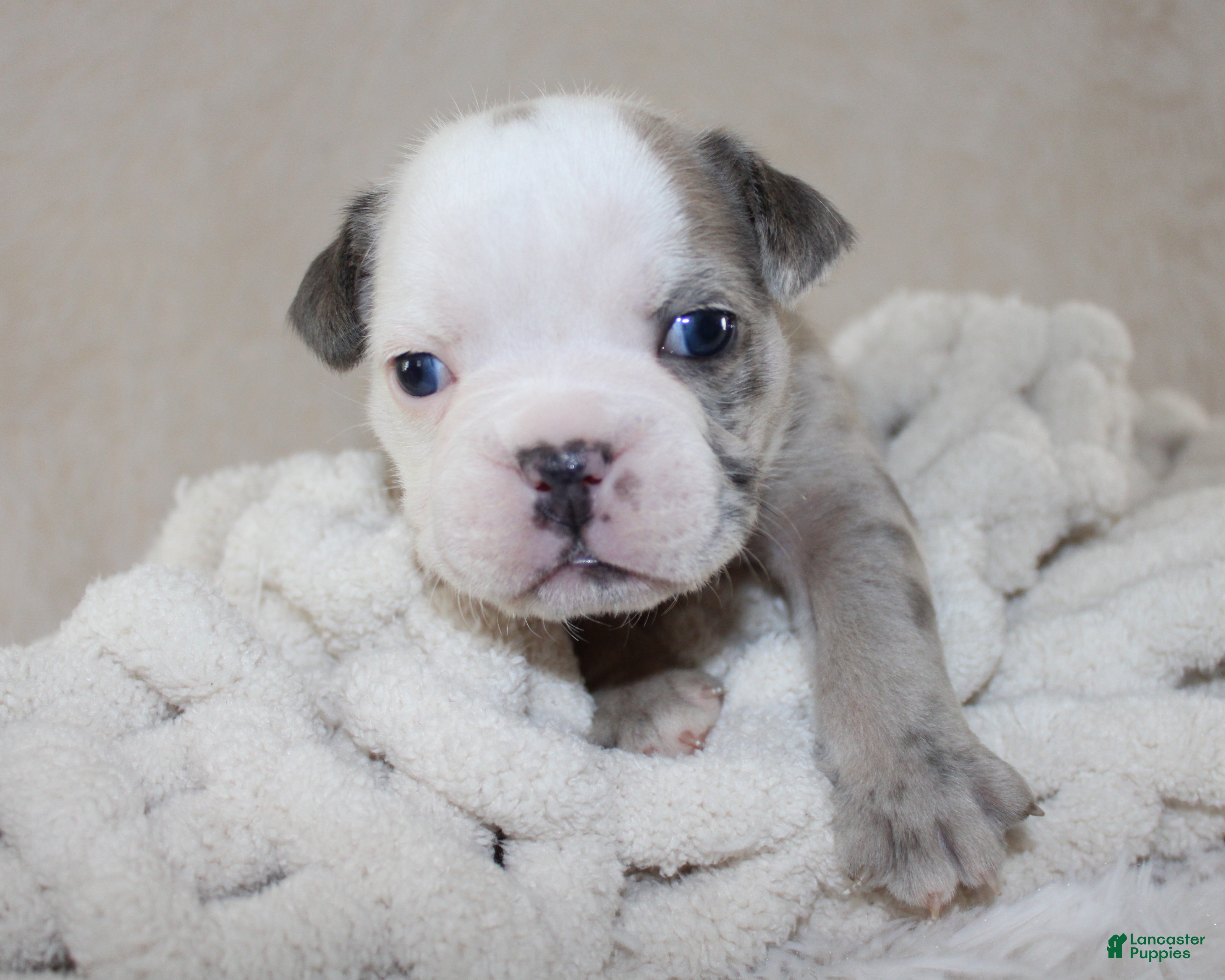 English Bulldog dogs Halle - Ad 2