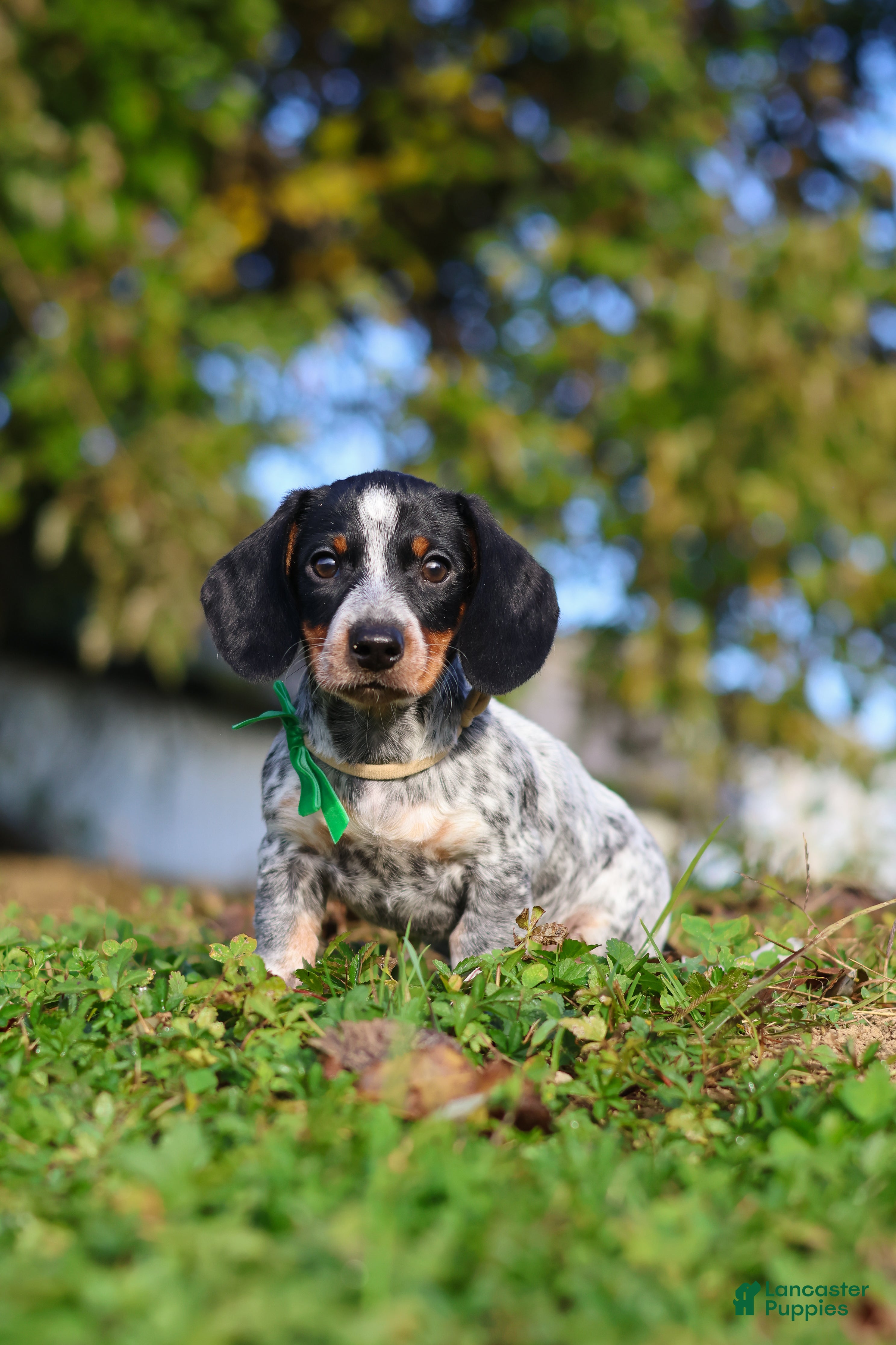Miniature Dachshund dogs for sale: August - Ad 1
