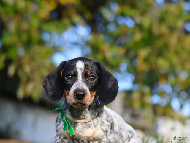 Miniature Dachshund dogs for sale: August - Ad 1