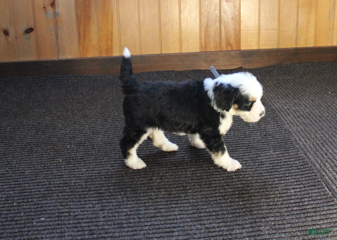 Bernedoodle dogs for sale: Bubbles - Ad 9