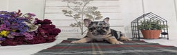 French Bulldog dogs for sale: Shiloh - Ad 5
