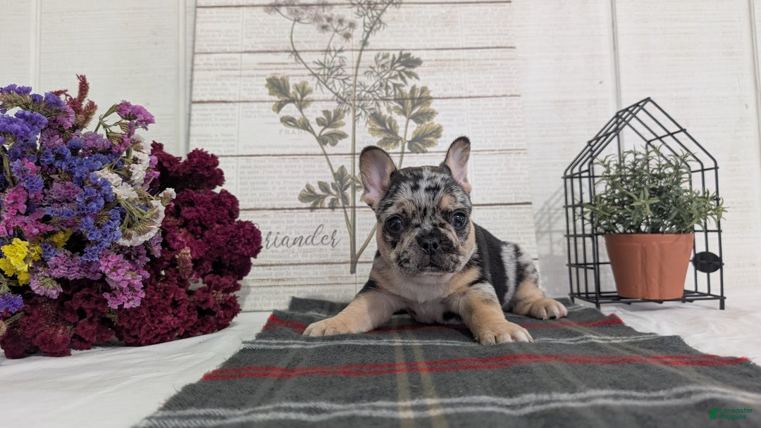 French Bulldog dogs for sale: Shiloh - Ad 5