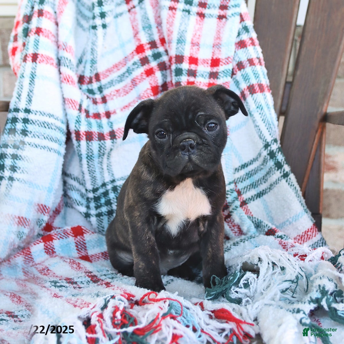 Mixed Breed dogs Joey - Ad 33